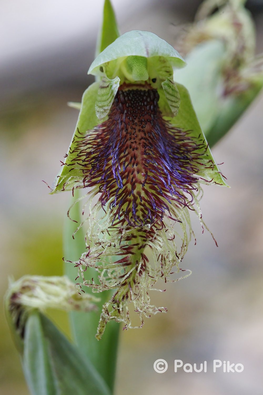 Calochilus robertsonii 1