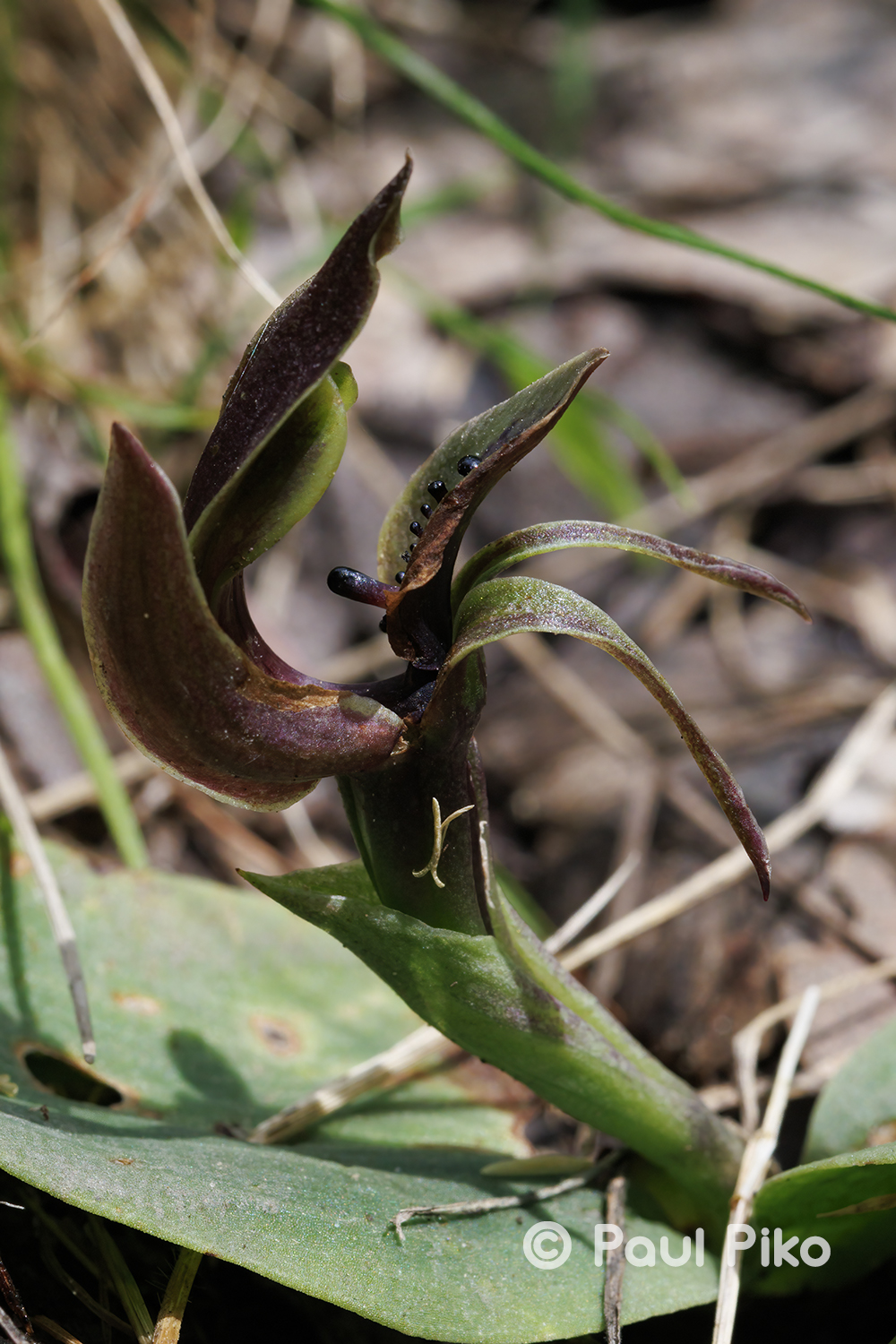 Chiloglottis valida
