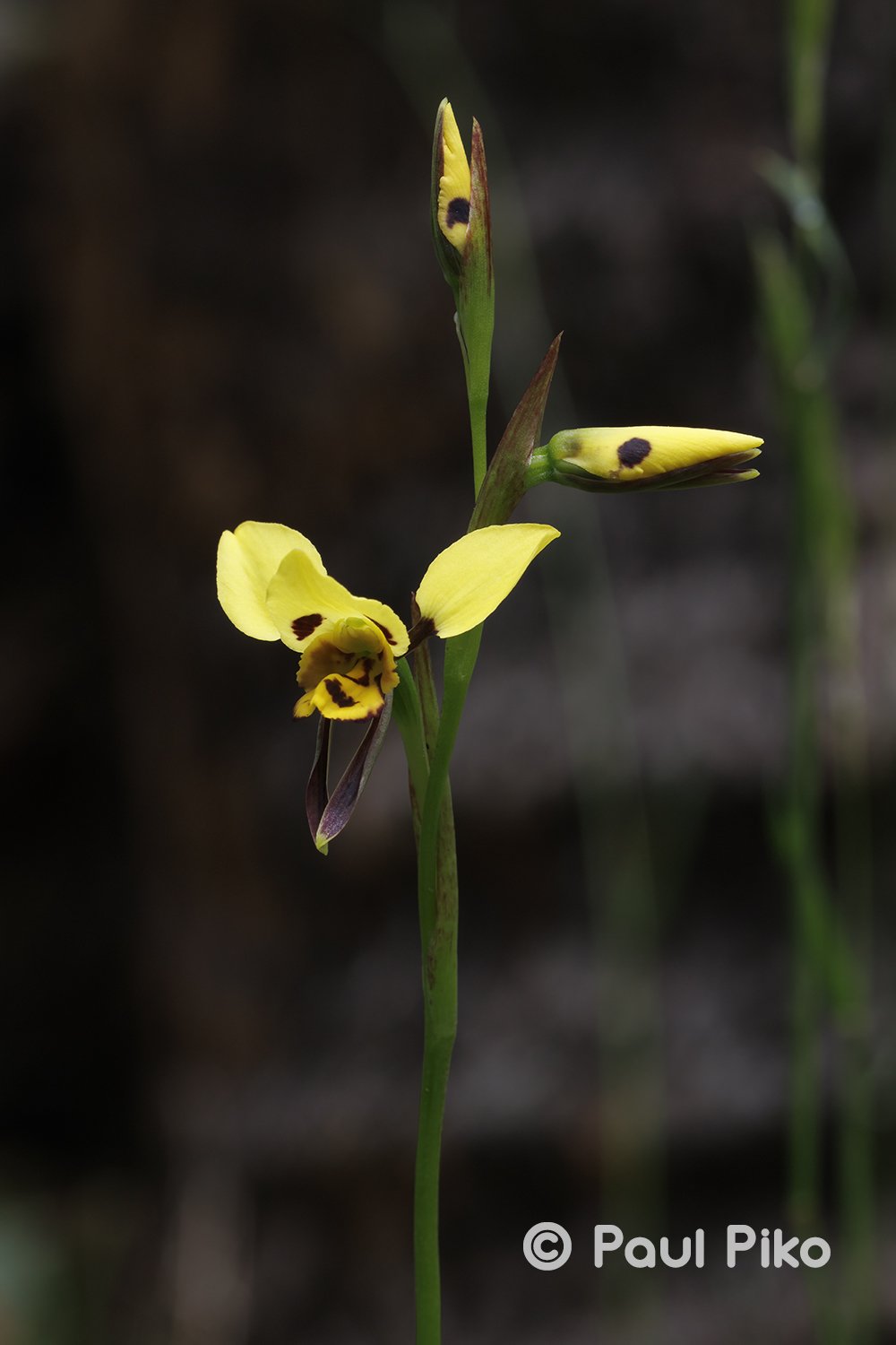 Diuris sulphurea1