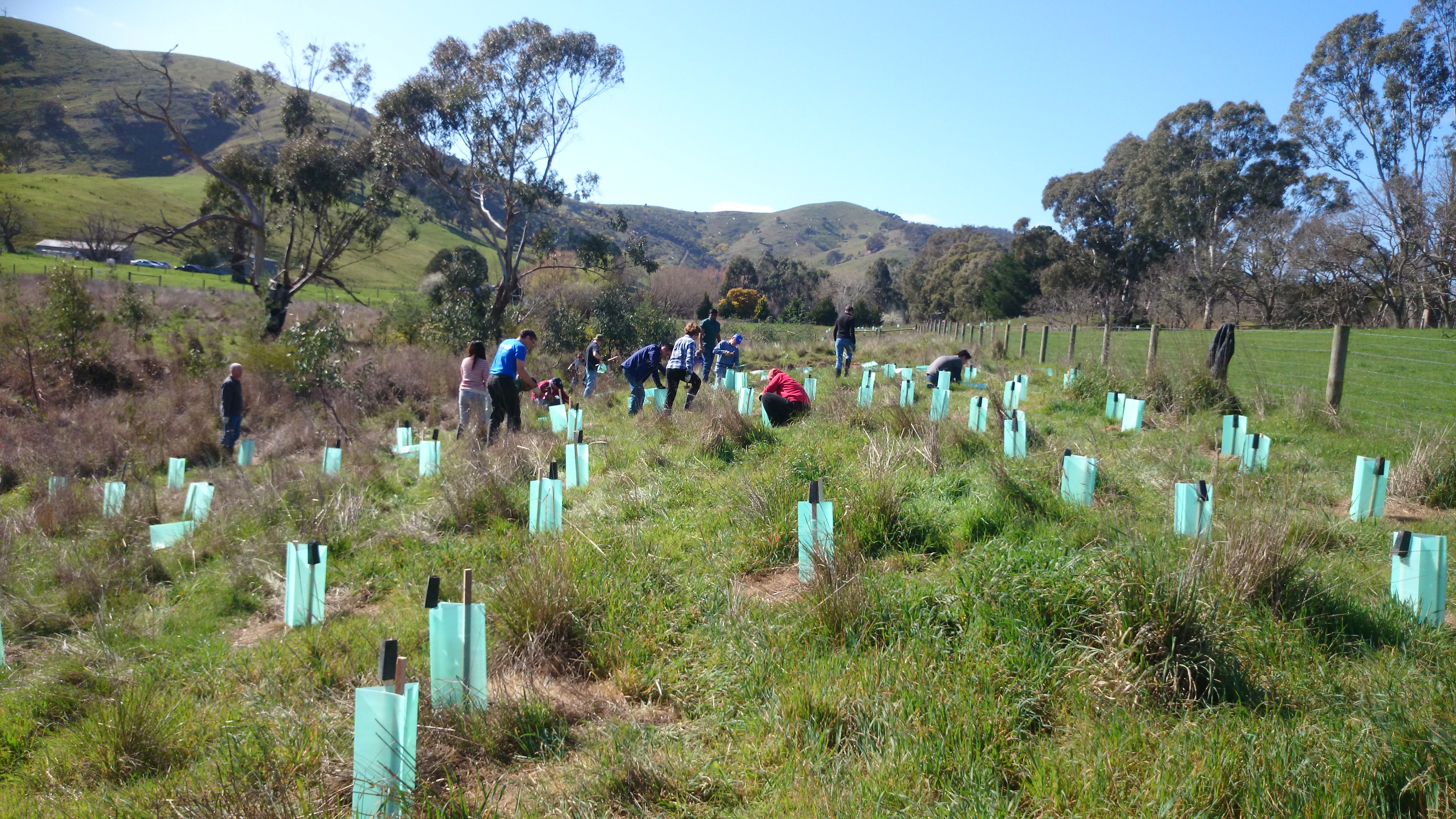 Revegetation site 1 2015a