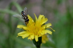 4.yam daisy david tatnall