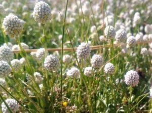 Aitken Milky Beauty Heads