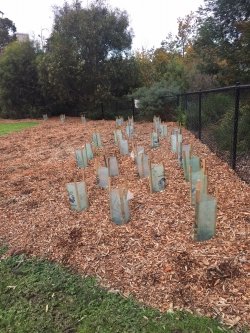 Bequest site planting