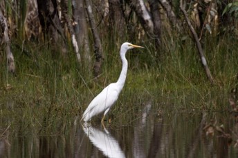 Waterbird photo
