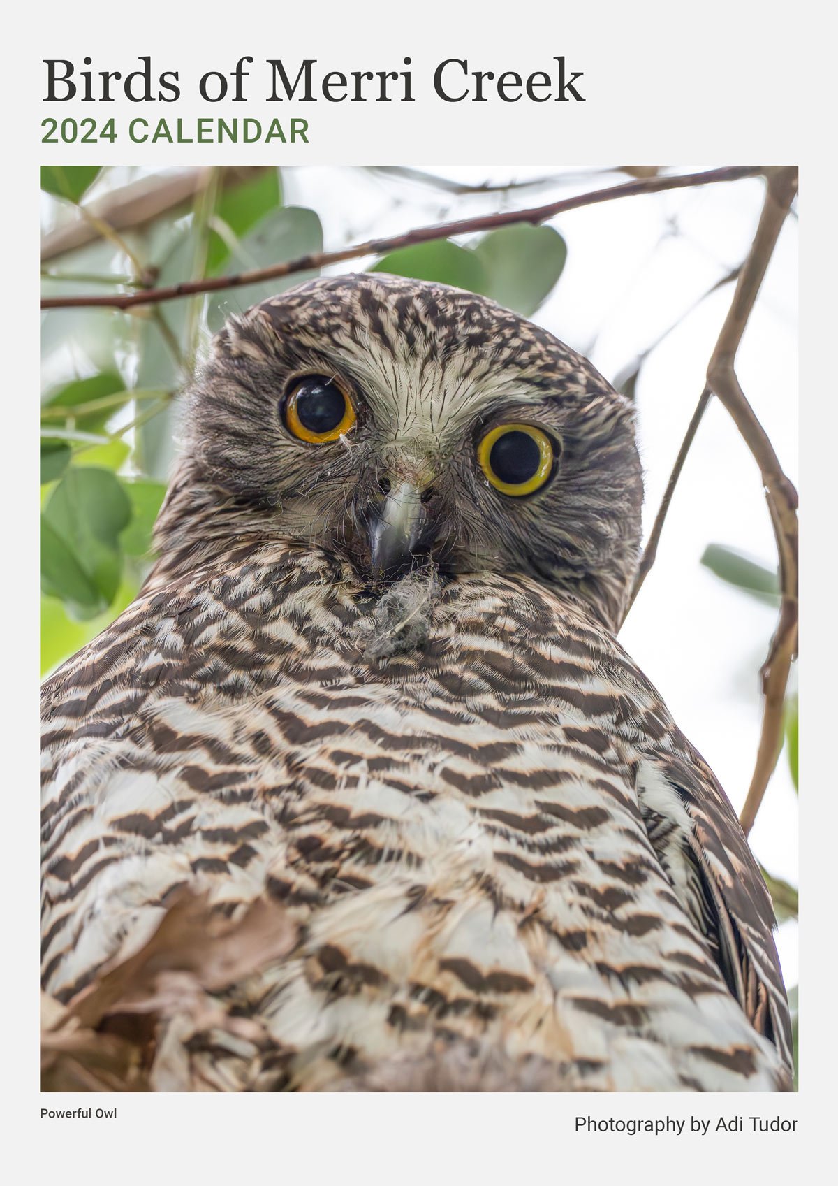 Bird Calendar 2024 cover