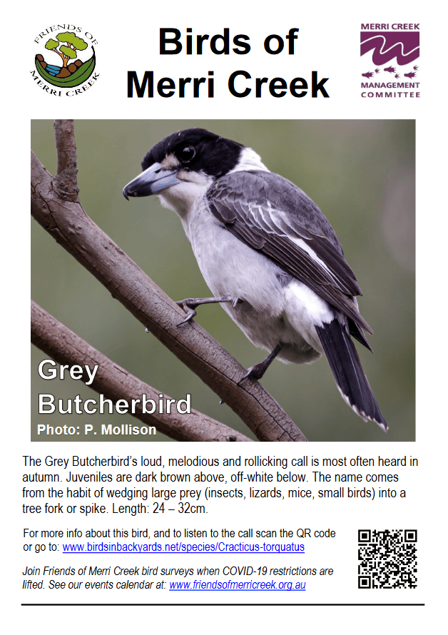 Birds Info Poster Grey Butcherbird web