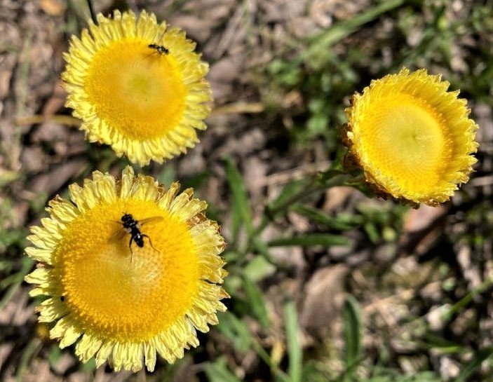 Button everlasting Coronidium scorpioides