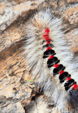 Trichiocercus sparshalli, Long-tailed Bombyx (caterpillar)