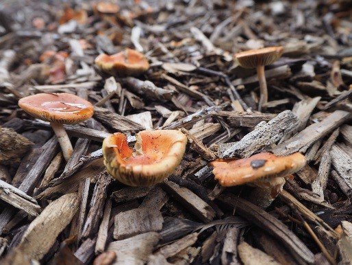 Chip Cherries Leratiomyces ceres