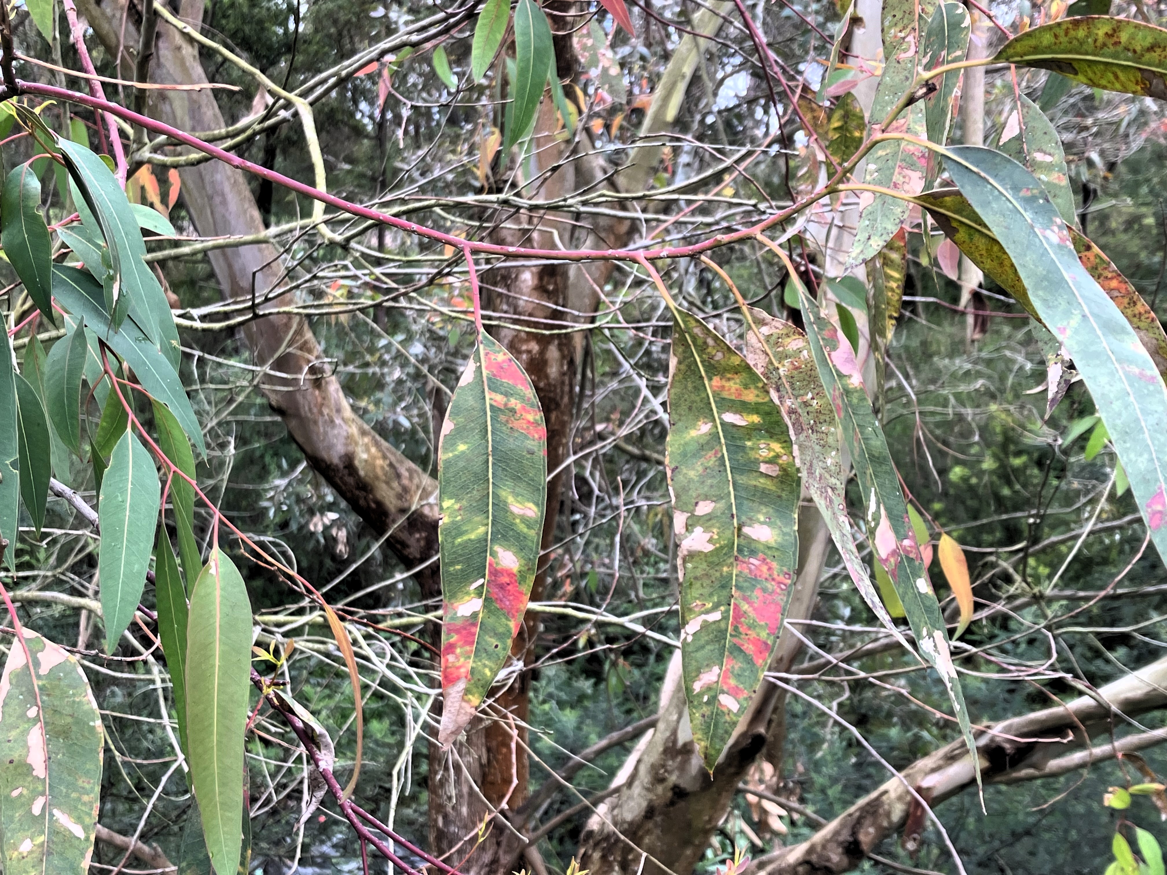 Close up of affected leaves