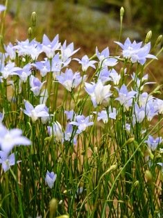 Common bluebell small