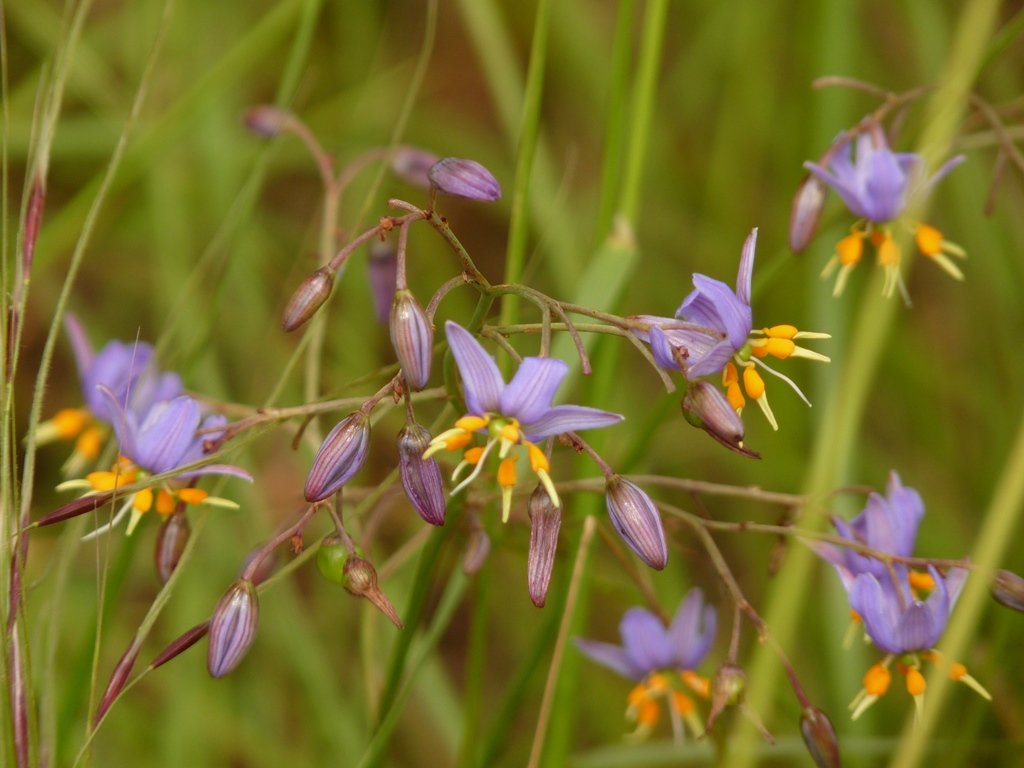 Copy of Copy of Dianella amoena detail c