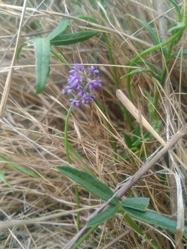 Cullen tenax at Laffan 2017