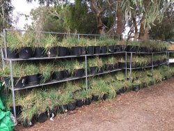 Dianella Ameona World1 19 4 21