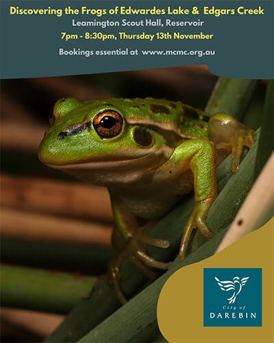 Discovering the Frogs of Edwardes Lake Edgars Creek