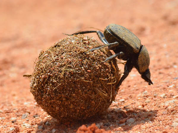 Dung Beetle1