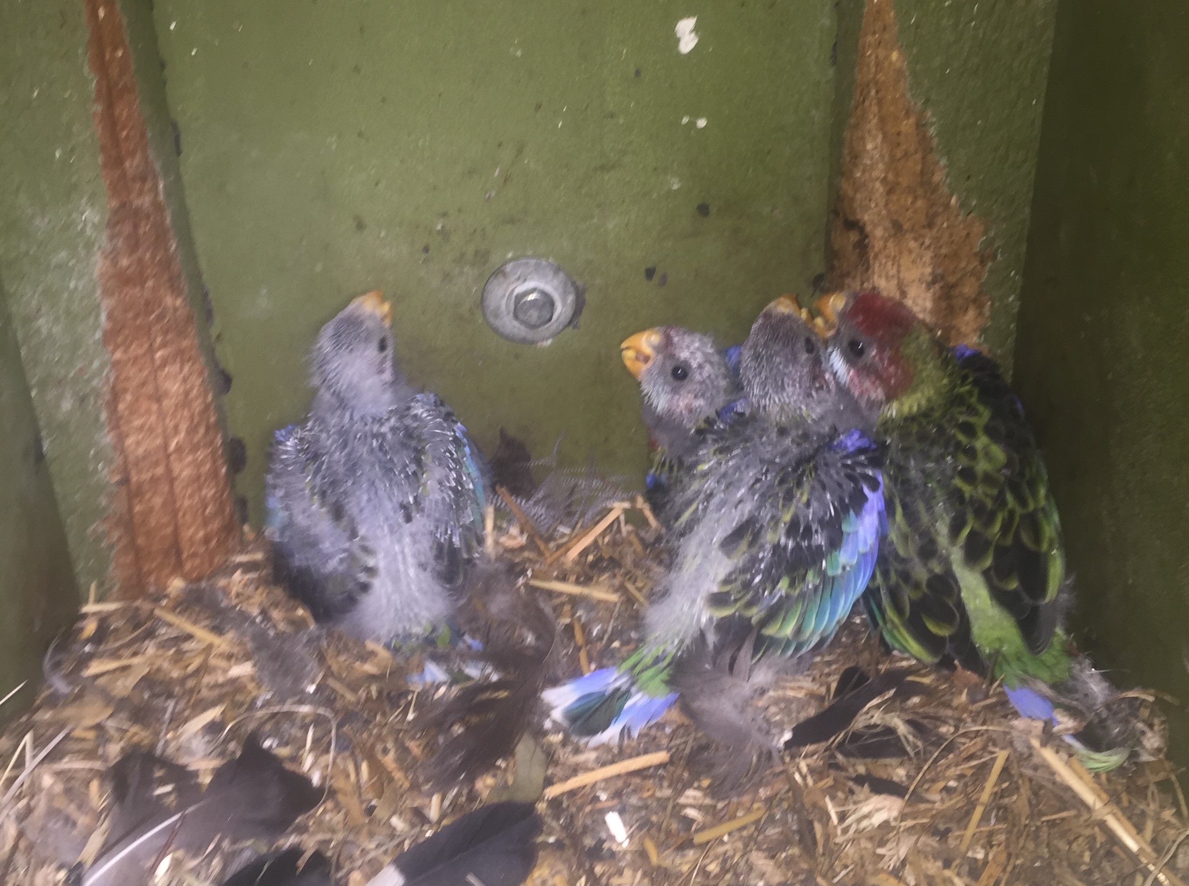 Eastern Rosellas in NBs 5