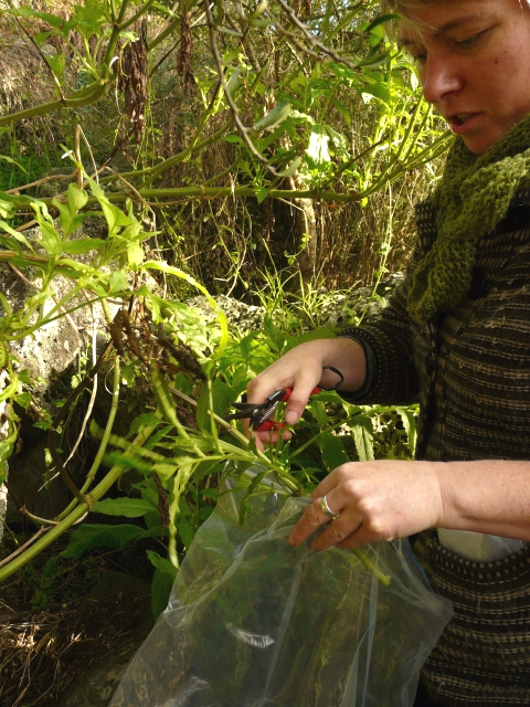 Leaf and stem cuttings for propagation