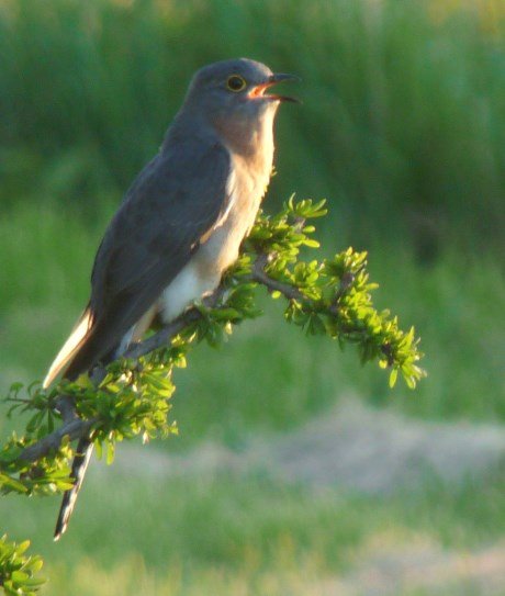 Enhanced Pic of Fantail Cuckoo v2