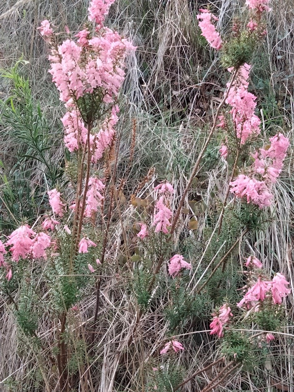 Epacris impressa 2