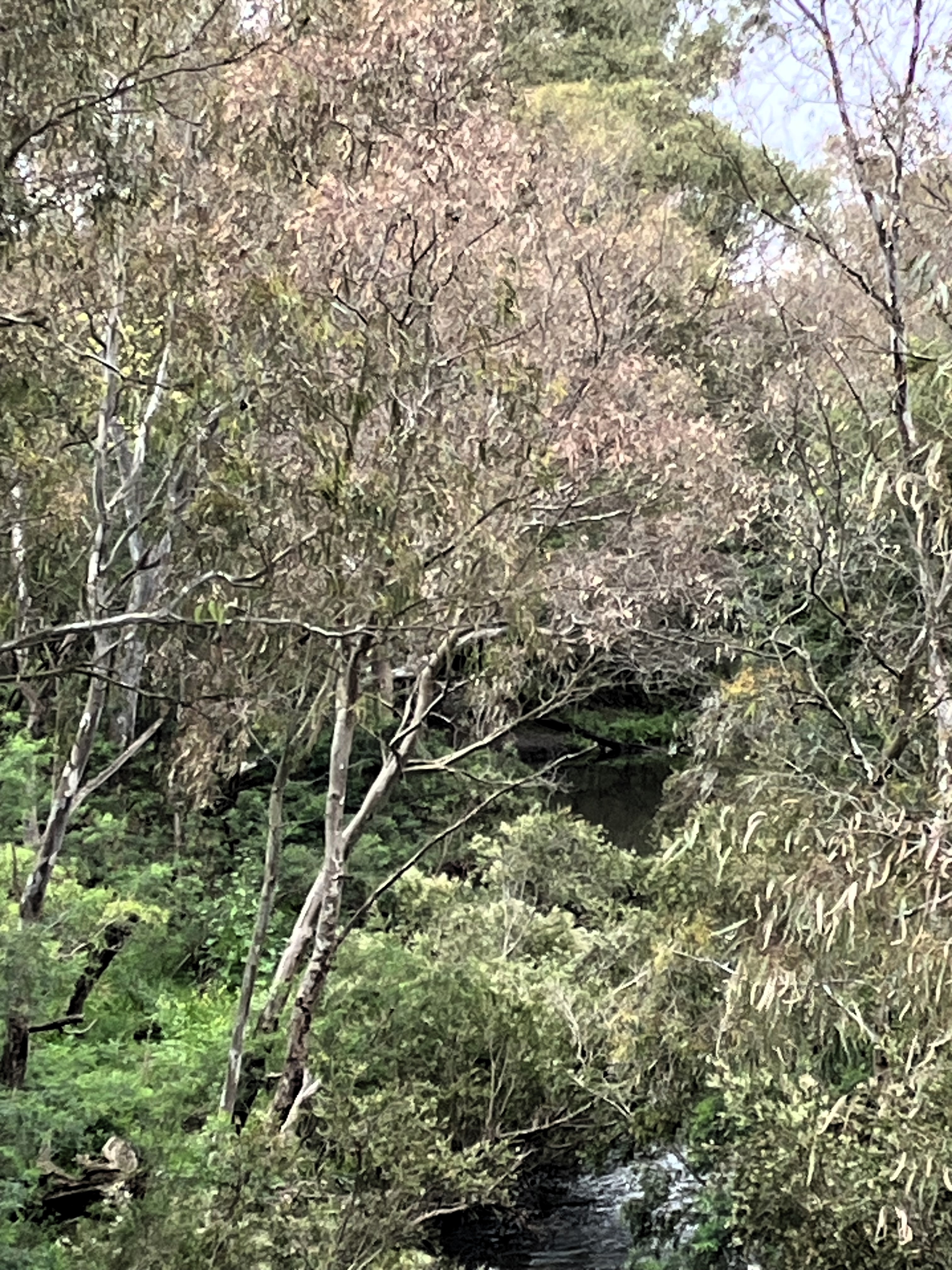 Eucalypt with dying leaves