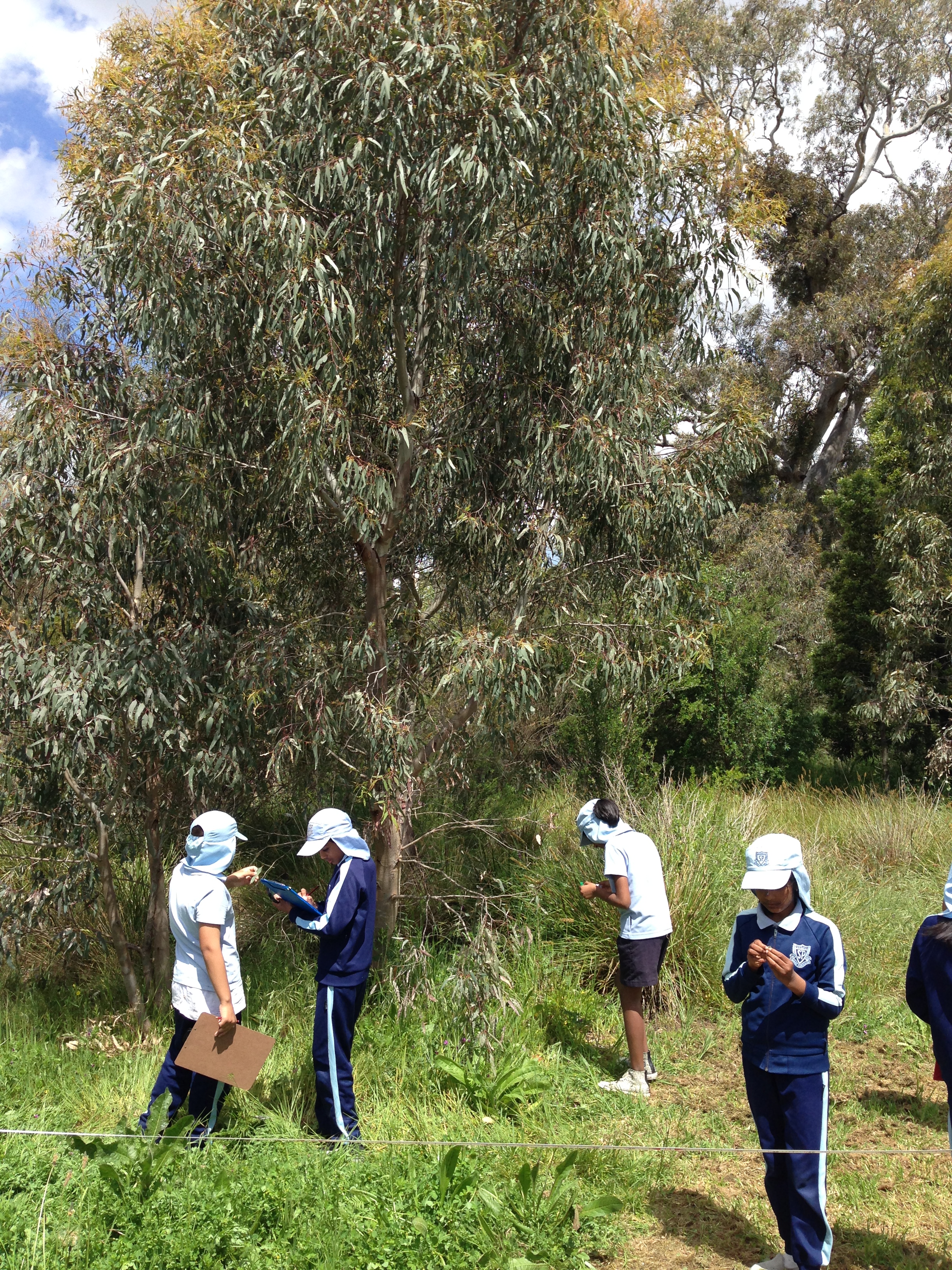 Exploring River Red Gums