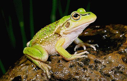 Growling Grass Frog juvenile