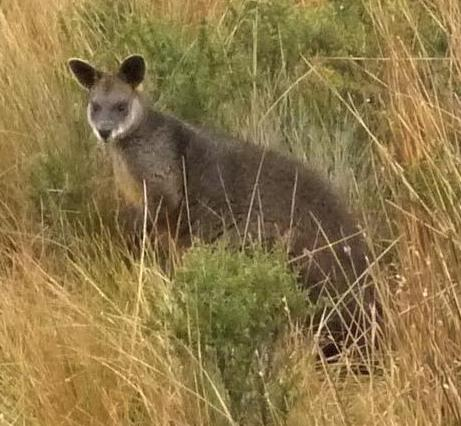 Swamp Wallaby Bababi Marning 12 7 15