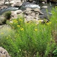 Fireweed at Galada Tamboore