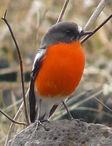 Flame Robin