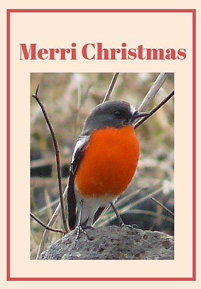 Flame Robin Merri Christmas card 2018