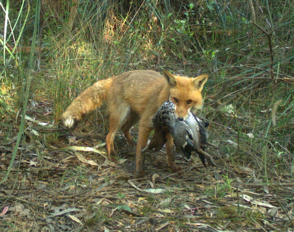 Fox with wood duck
