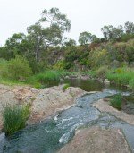 Galada Tamboore Chris Clarke small