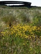 Galada Tamboore Grasslands