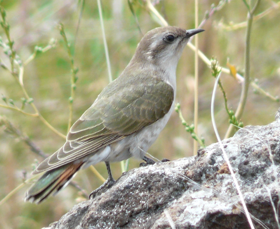 Horsefields Bronze Cuckoo