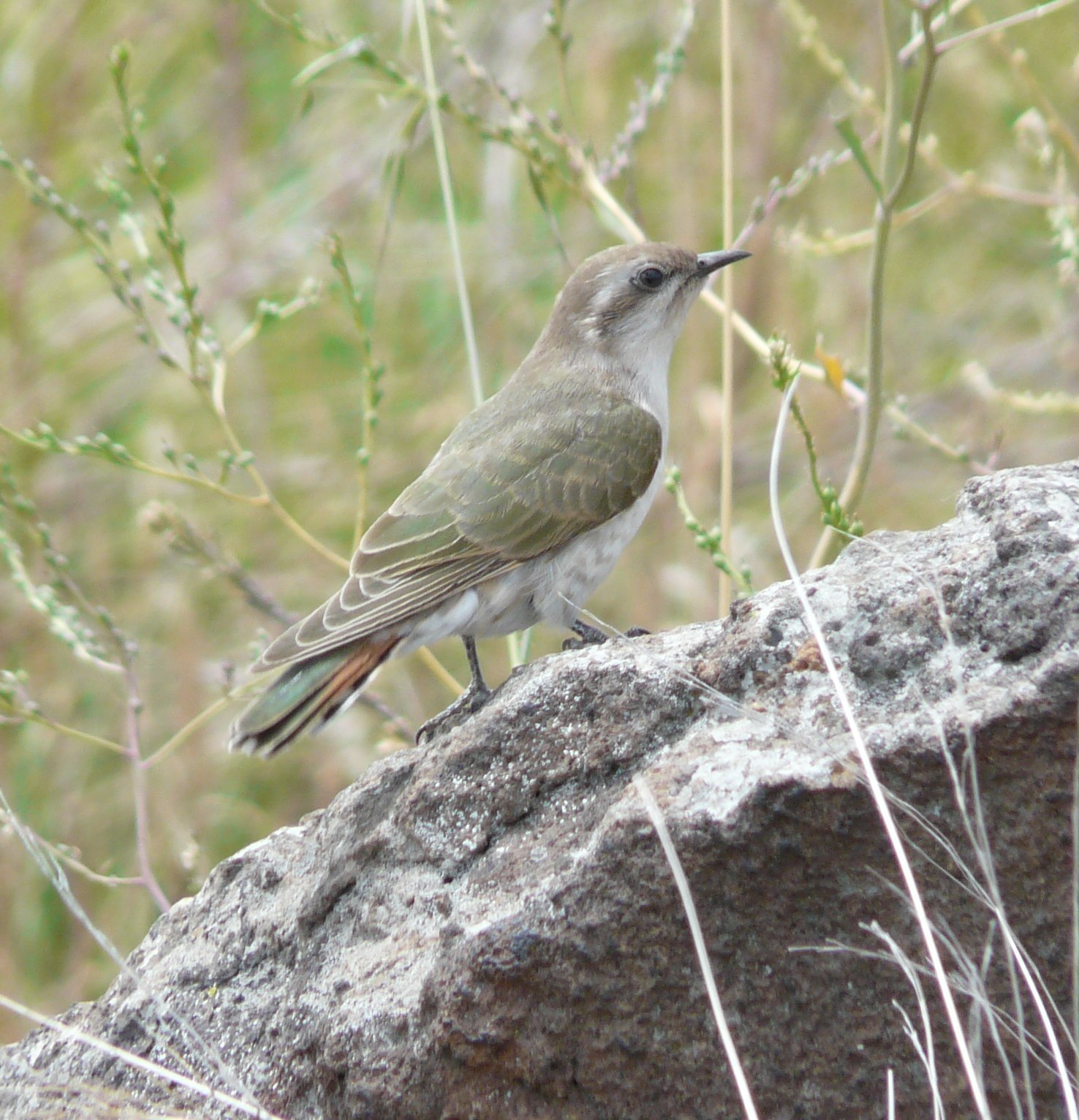 Horsefields Bronze Cuckoo