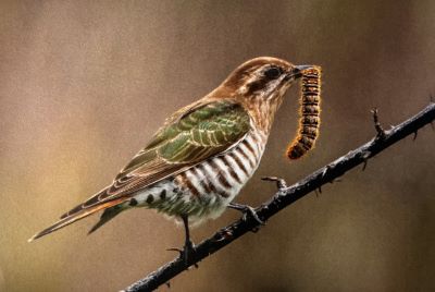 Horsfield''s Bronze Cuckoo