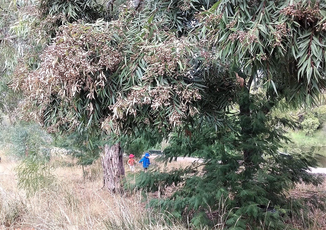 Kinder Kids dwarfed by the bush