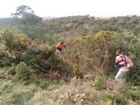 Laffan woody weed removal small