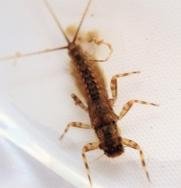 Leptoplebiidae Mayfly