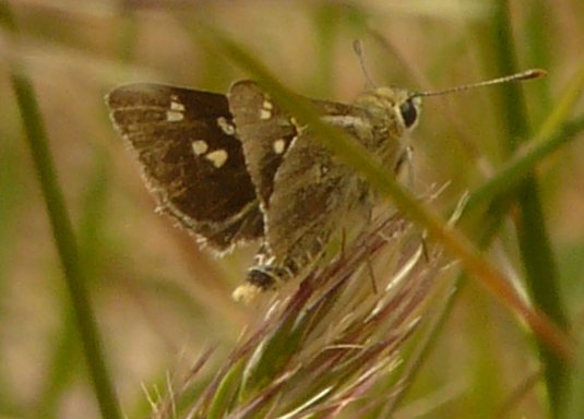 Yellow Ochre butterfly