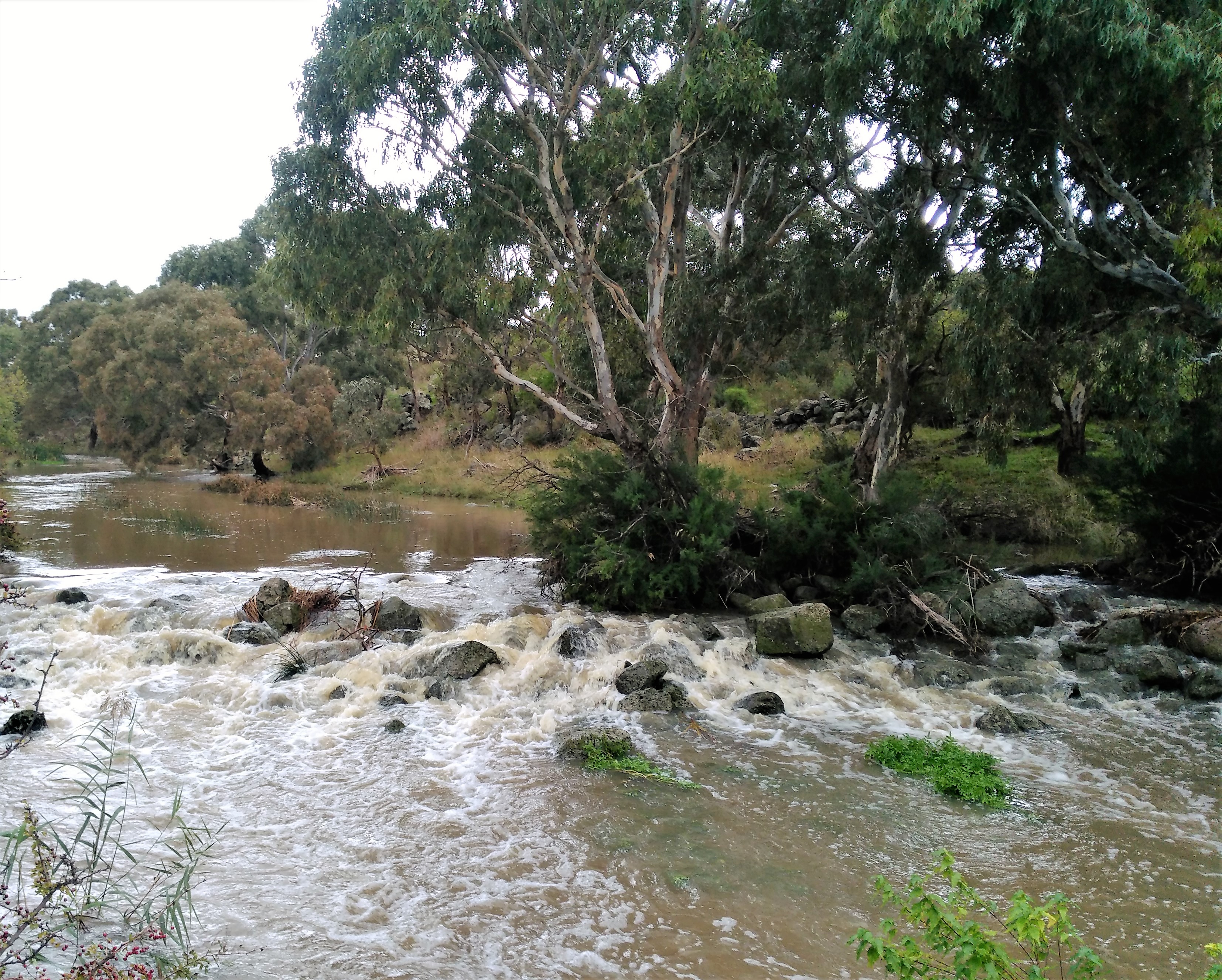 Merri in flood Patullos Lane