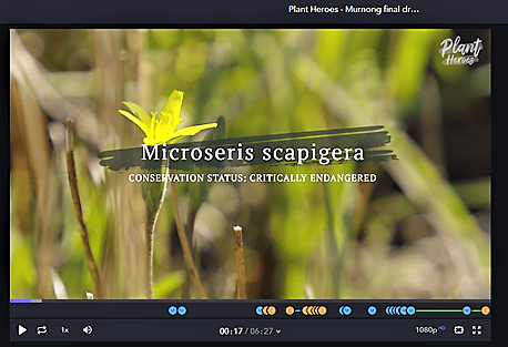 Microseris scapigera video pic