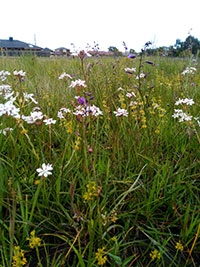 Ngarri djarrang spring tour 14 November 2020