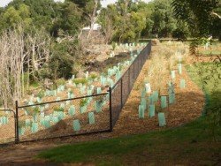 Northcote Gorge planting