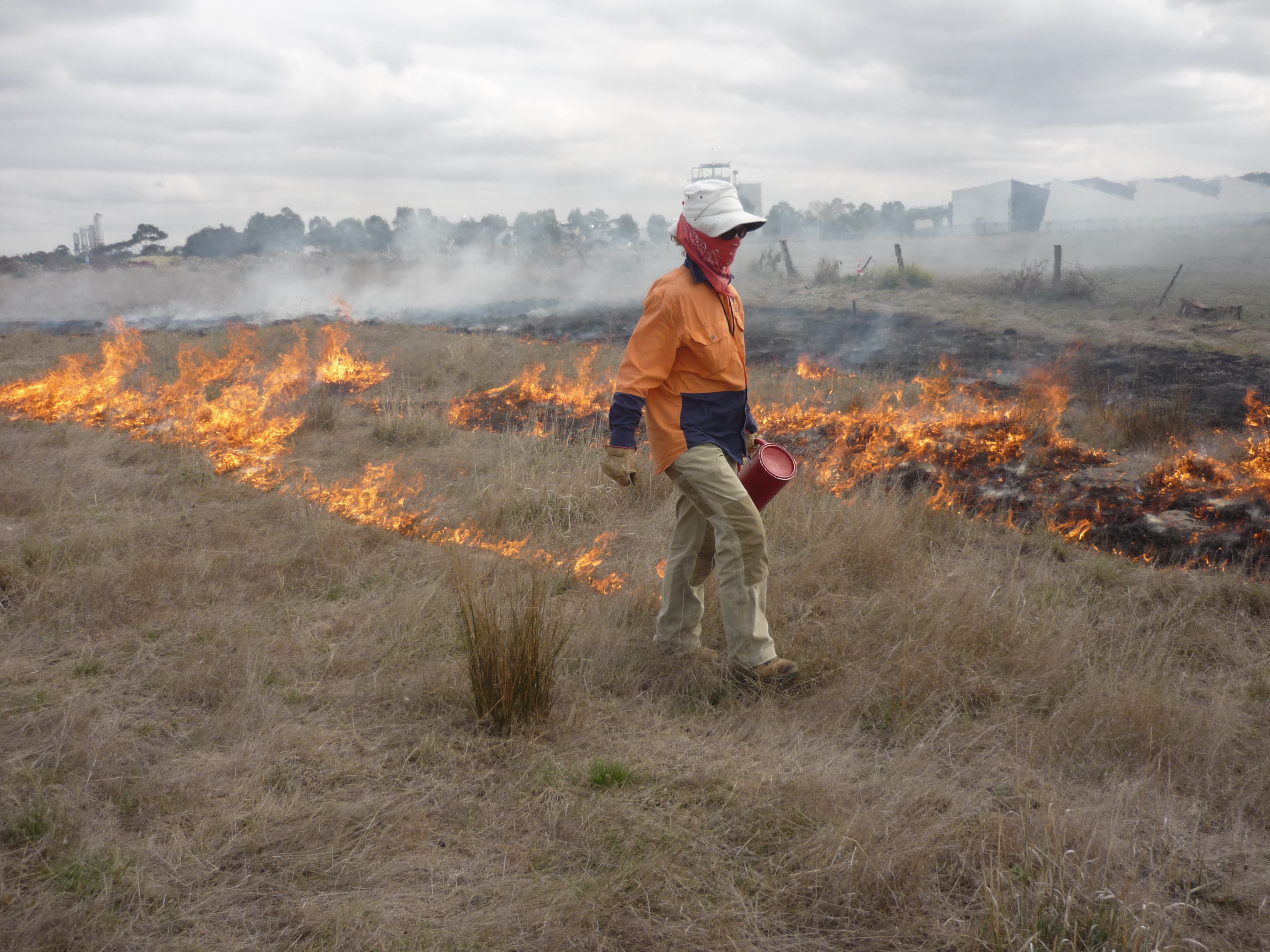 Ecological Burning of Patullos Lane site in April 2016 reduced biomass that favoured Golden Sun Moth activity the following summer.’