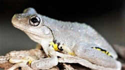 Perons tree frog CR Craig Lupton
