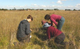 Plains Yam Daisy Survey