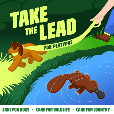 Platypus graphic 380px