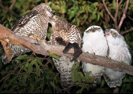 Powerful Owl family